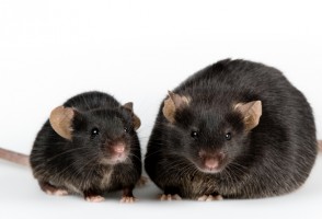 Musculação faz células de gordura encolherem antes mesmo da perda de peso