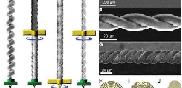 Muscle Thread Artificial muscle is 85 times stronger than its human counterpart