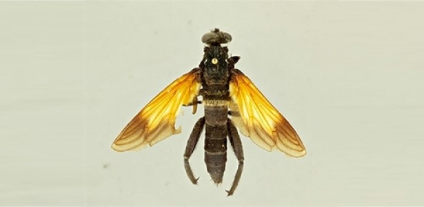 Newly described species of giant fly and soldier fly resemble hornets
