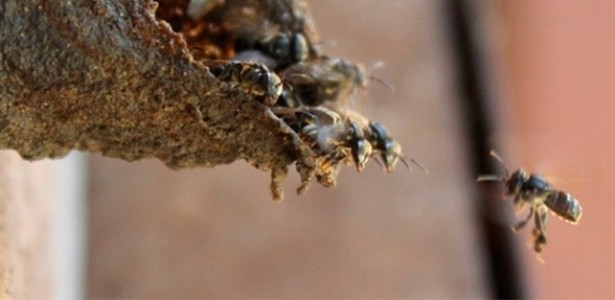 Sosid Insect Bacteria and fungi play key roles in social insect colonies
