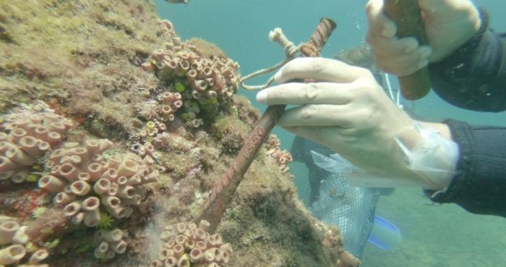 Remoção de coral invasor deve ser evitada em períodos de alta liberação de larvas, alerta estudo