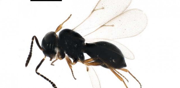 Research optimizes biological control of pest that severely damages ...