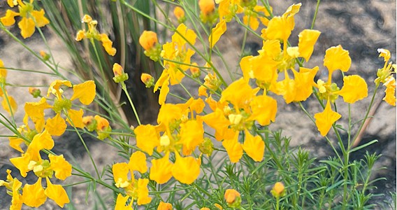 Plantas herbáceas não graminoides são fundamentais para a preservação do Cerrado