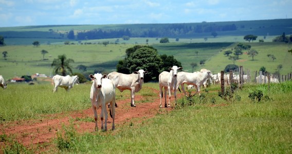 Beef production emits more than twice the greenhouse gas targets