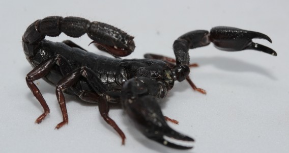 Toxina de escorpião da Amazônia é capaz de matar células de câncer de mama