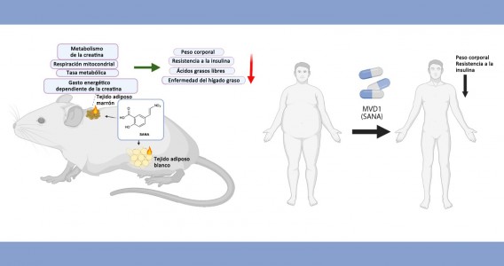 Artículo presenta un medicamento innovador para el control del peso y la glucemia