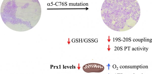 New model enables the study of how protein complex influences ...