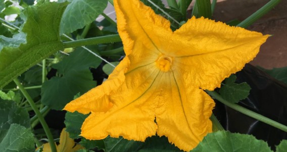 Secas podem reduzir valor calórico do néctar das flores em até 95%, aponta estudo