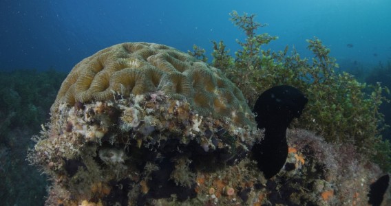 Corals in Brazilian archipelago capture carbon equivalent to the burning of 324,000 liters of gasoline per year