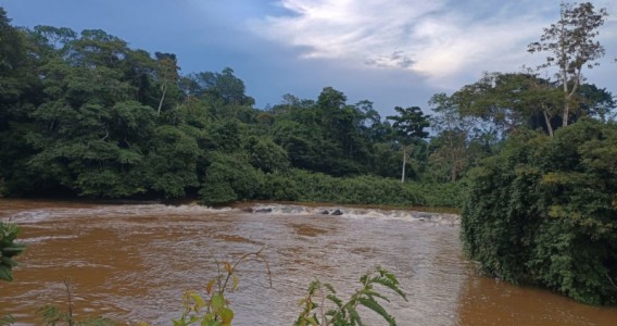Bactéria descoberta na Amazônia é do mesmo gênero de causadora da bartonelose humana