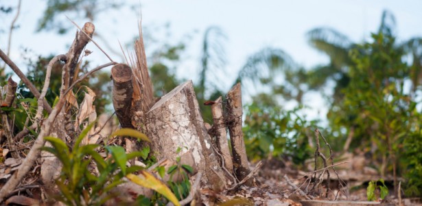 Deforestation accounts for 74% of rainfall reduction and 16% of ...