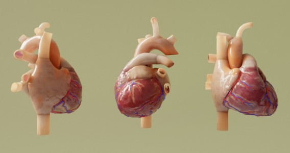 Técnica acessível de imagem pode prever riscos cardíacos em pacientes com doença de Chagas