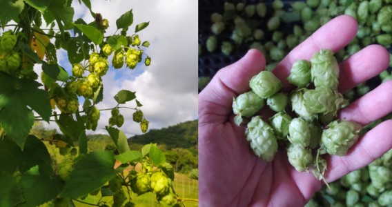 Tecnologia impulsiona produção de lúpulo no Brasil