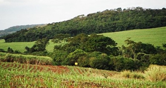 Estudio muestra límites y propone alternativas para la restauración funcional de la Mata Atlántica