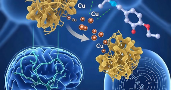 Pesquisadores desenvolvem composto químico com potencial contra doença de Alzheimer