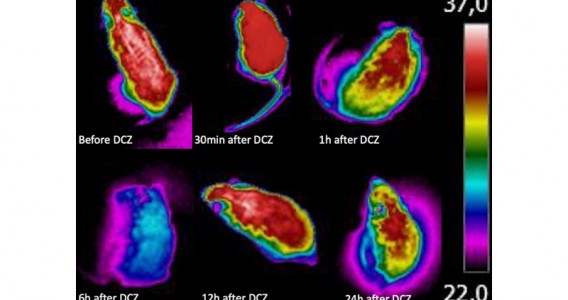 Pesquisadores descobrem um mesmo conjunto de neurônios responsável pela febre e pelo torpor