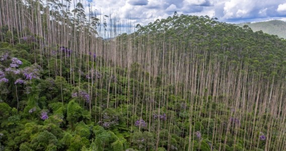 Brazil could be the world’s largest carbon sink, says researcher