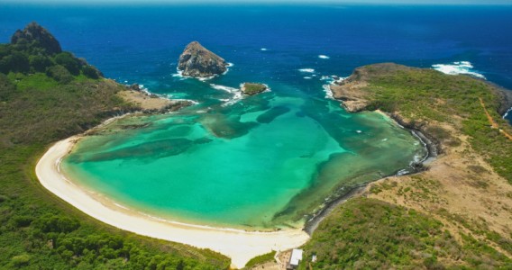 Tubarão-limão é flagrado predando peixe de água doce invasor em Fernando de Noronha