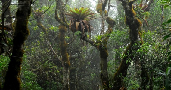 Bromélias promovem a diversidade de plantas na floresta enriquecendo o solo com nutrientes