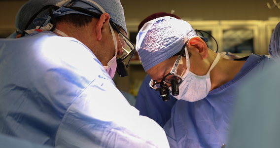 Research shows how immune system reacts to pig kidney transplants in living patients