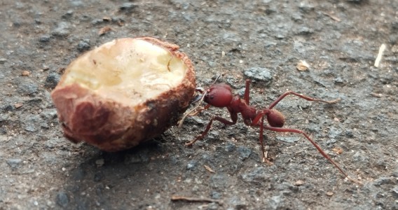 Dieta determina as bactérias presentes em jardins microbianos cultivados por formigas