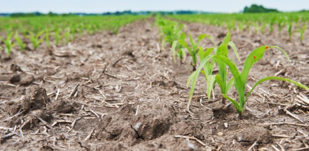 FAPESP abre vaga para pós-doutorado em agrometeorologia com bolsa de R$ 12.570