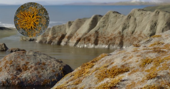 First known lichen in the fossil record helped structure terrestrial ecosystems