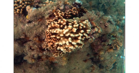 Corais-de-fogo do Brasil podem estar sofrendo extinção silenciosa, afirmam especialistas