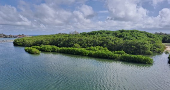Pesquisadores criam índice para avaliar saúde do solo em manguezais