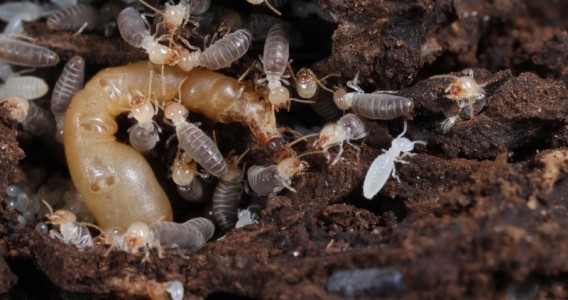 Diversification of termite diets was made possible by genome modifications