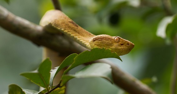 Genoma completo da jararaca-ilhoa revela como evoluíram os genes responsáveis pelas toxinas do veneno