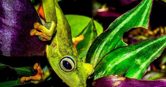 Estudo elucida condições para a riqueza de espécies de anfíbios em ilhas marinhas