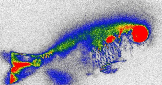 Aquatic plant reduces antibiotics in water and genetic damage in fish