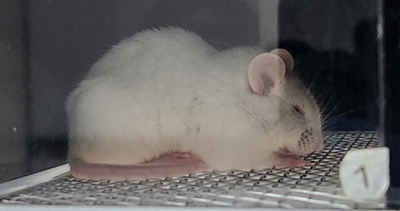 Solidão intensifica dor física e efeito é maior no sexo feminino