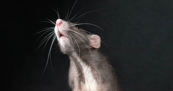 El estrés en la adolescencia provoca alteraciones cerebrales duraderas, según estudio con ratas