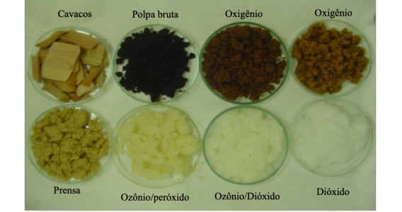 Enzima produzida por fungo pode substituir produtos químicos na indústria de papel