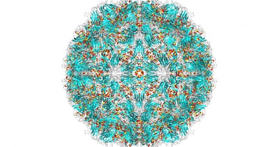 El virus del resfriado se ‘esconde’ y se multiplica en las amígdalas y adenoides incluso en personas sin síntomas