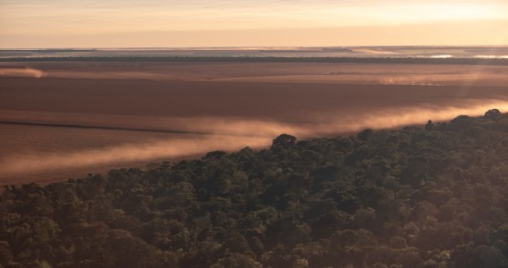 Incêndios, secas e tempestades de vento tornam vegetação da Amazônia menos diversa