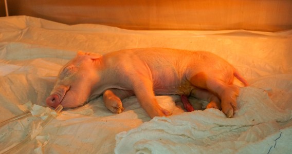 Brasil cria o primeiro porco clonado da América Latina com o objetivo de fornecer órgãos para o SUS