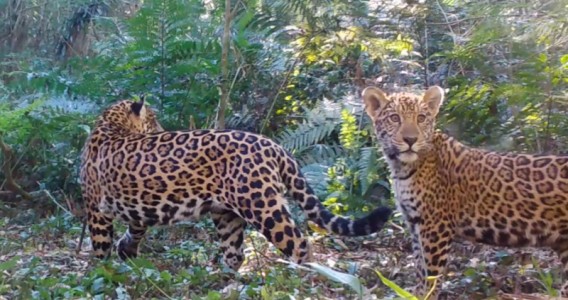 Decline in prey increases risk of jaguar extinction in Atlantic Forest