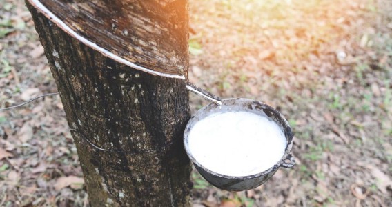 Estudo revela erro que compromete a produção de látex em seringueiras clonadas