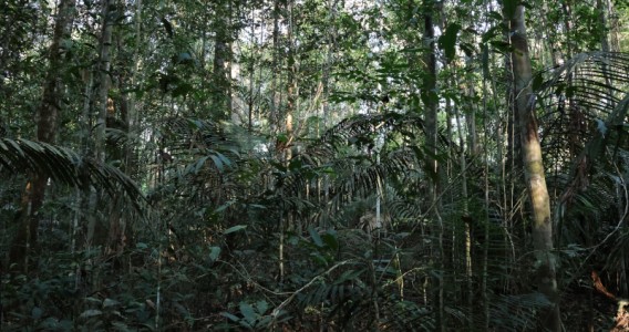 Mesmo impactadas, florestas primárias ainda são principal fonte de biodiversidade na Amazônia