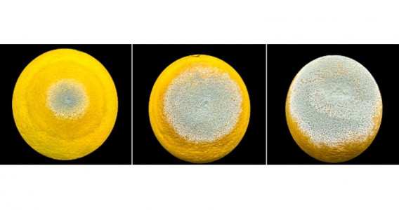 Estudo premiado descreve estratégia usada pelo mofo azul para devastar frutas cítricas