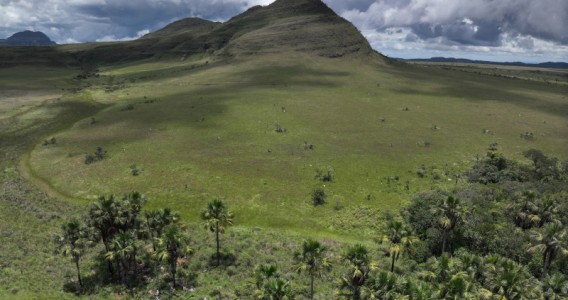 Research shows that wetlands in the Brazilian savanna store more carbon than Amazonian forests