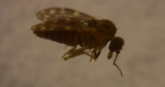 Oropouche virus has already infected more than 5 million people in Brazil, study suggests