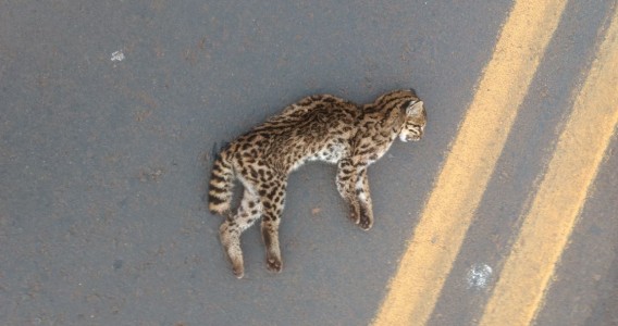 Fungo patogênico transmitido pelo arranhão do gato doméstico está presente em animais selvagens