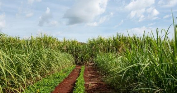 São Paulo tendrá la primera planta del país para capturar y almacenar carbono del etanol de caña