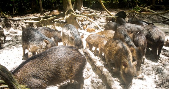 Grandes mamíferos alteram a química do solo e aumentam a fertilidade da Mata Atlântica
