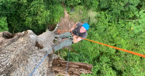 Árvores gigantes de florestas tropicais superam limites físicos para transportar água até o topo