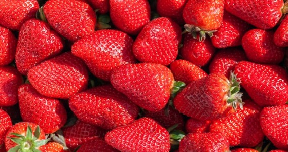 Peptídeo isolado de rã do Cerrado aumenta a durabilidade do morango